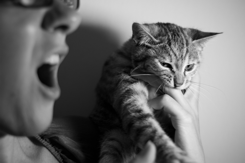 Cat bites can be painful and need to be cleaned, but they don't mean that your kitty hates you.