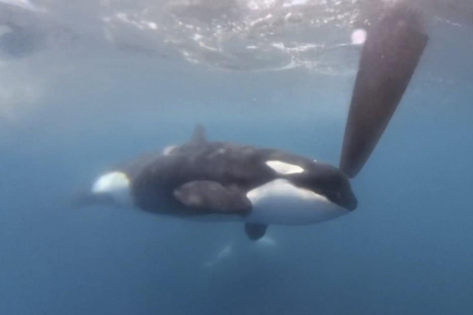 Vor der Küste Marokkos haben Orcas eine Yacht versenkt. (Symbolbild)