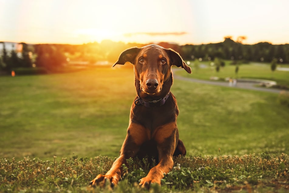 Dobermann Jack verbringt Weihnachten bei seinen neuen Besitzern. (Symbolbild)