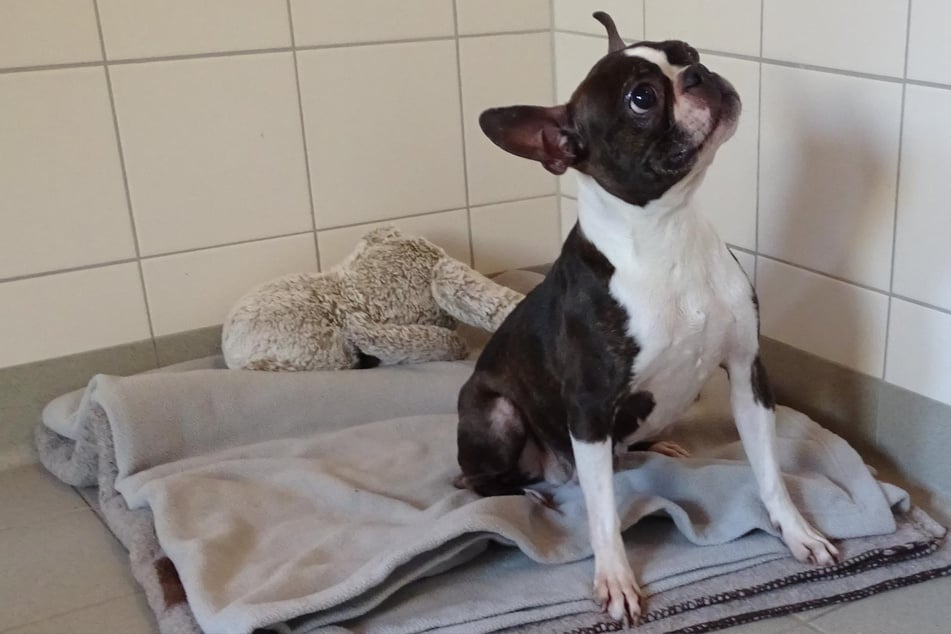 Der kleine Boston Terrier befindet sich aktuell im Möllner Tierheim.