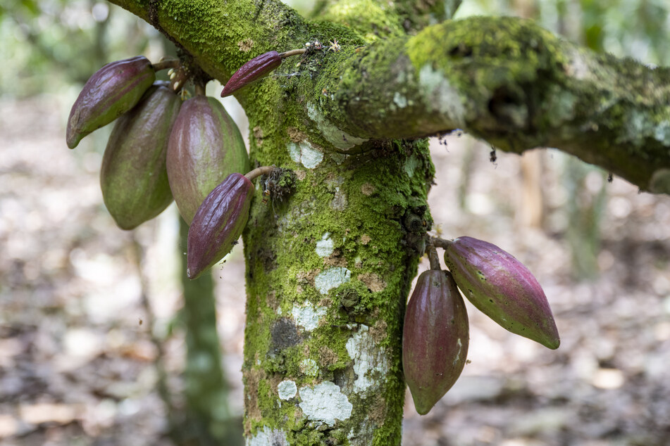 Auf einer Kakaoplantage in Agboville (Elfenbeinküste) hängen Kakaoschoten an einem Baum.
