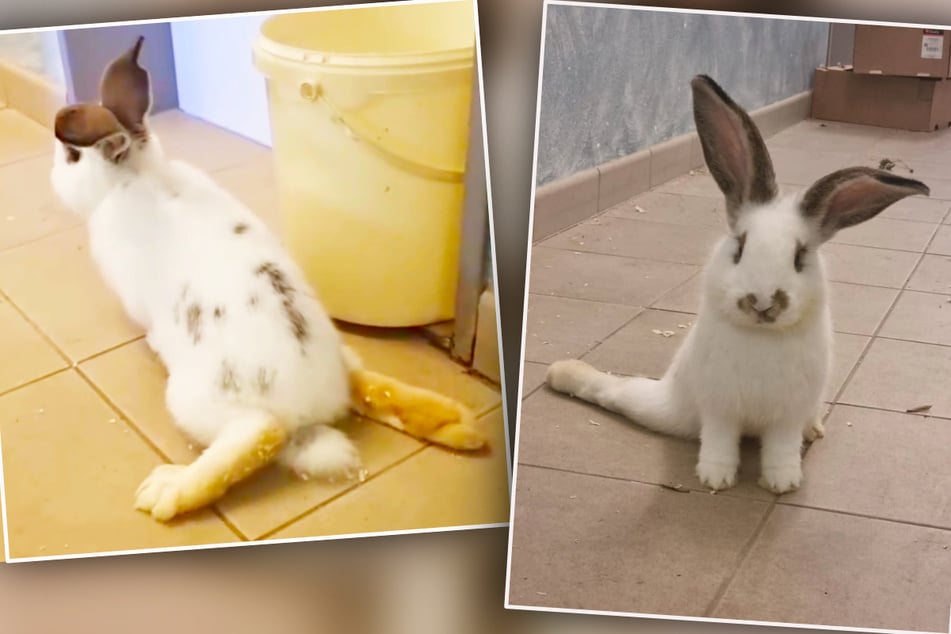 Häschen Forrest Gump hoppelt mit gelähmten Beinchen durchs Leben: "Euthanasie stand im Raum"