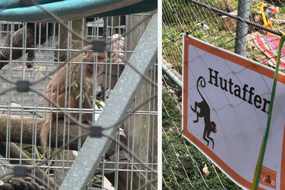 Affen aus Brandenburg haben Unterschlupf im Tierheim Berlin gefunden.