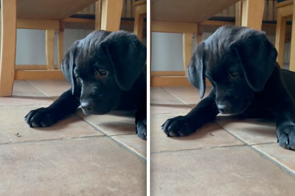 Woody can't take his eyes off the fly on the floor.