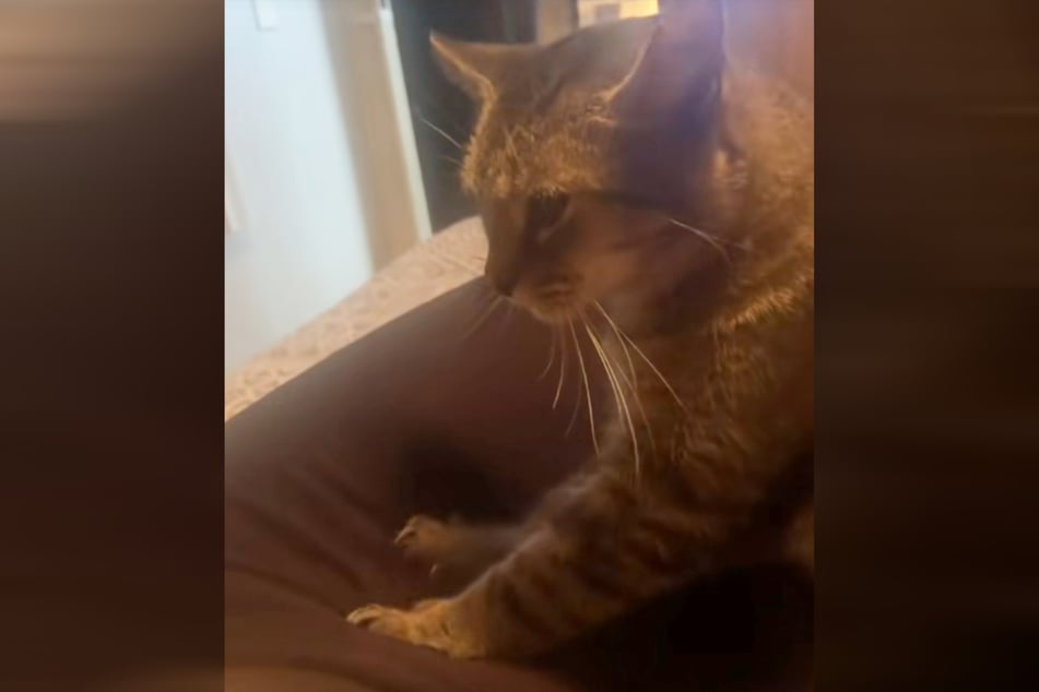 Im Clip ist gut zu sehen, wie Katze Delilah ihr Frauchen massiert.