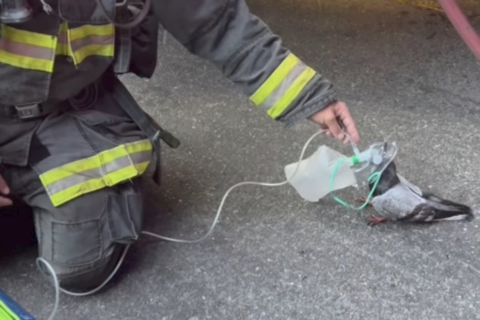 Die Feuerwehr versorgte die Taube nach einem Autobrand mit Sauerstoff. Wenig später konnte der Vogel wieder davonfliegen.