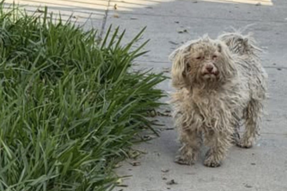 Der Hund irrte einen Monat lang einsam durch die Straßen.