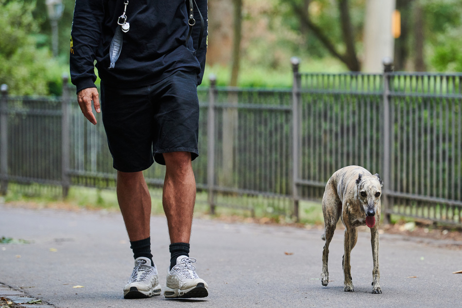 Der Mann war mit seinem Hund unterwegs, als er mit einem Messer attackiert wurde. (Symbolbild)