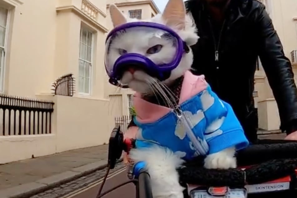 Cycling cat involved in scary accident caught on camera