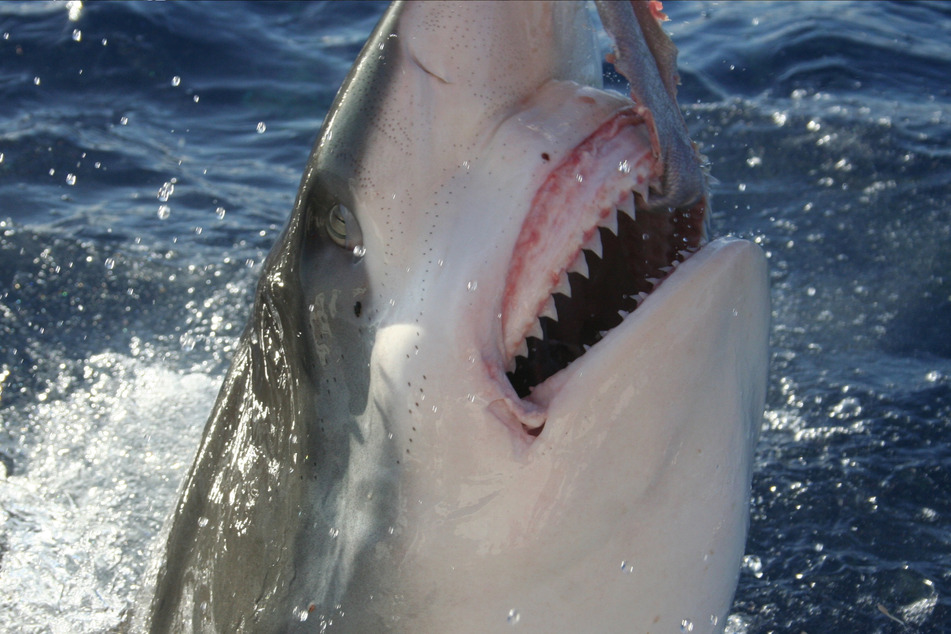 Es blieb unklar, was für ein Hai den Mann angegriffen hatte (Symbolbild).