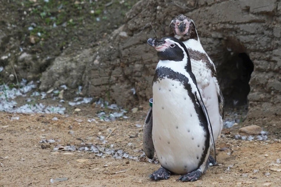Die Humboldt-Pinguine durften als Erste das Außengehege erkunden.