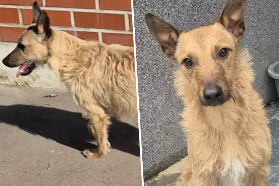 Bodeguero-Mix Mango wird schweren Herzens abgegeben: Darum ist der Rüde ein echter Volltreffer