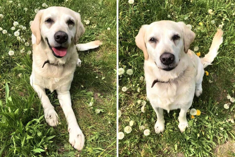 Der Labrador Retriever sieht zwar sehr niedlich aus, ist aber nicht als Familienhund geeignet.