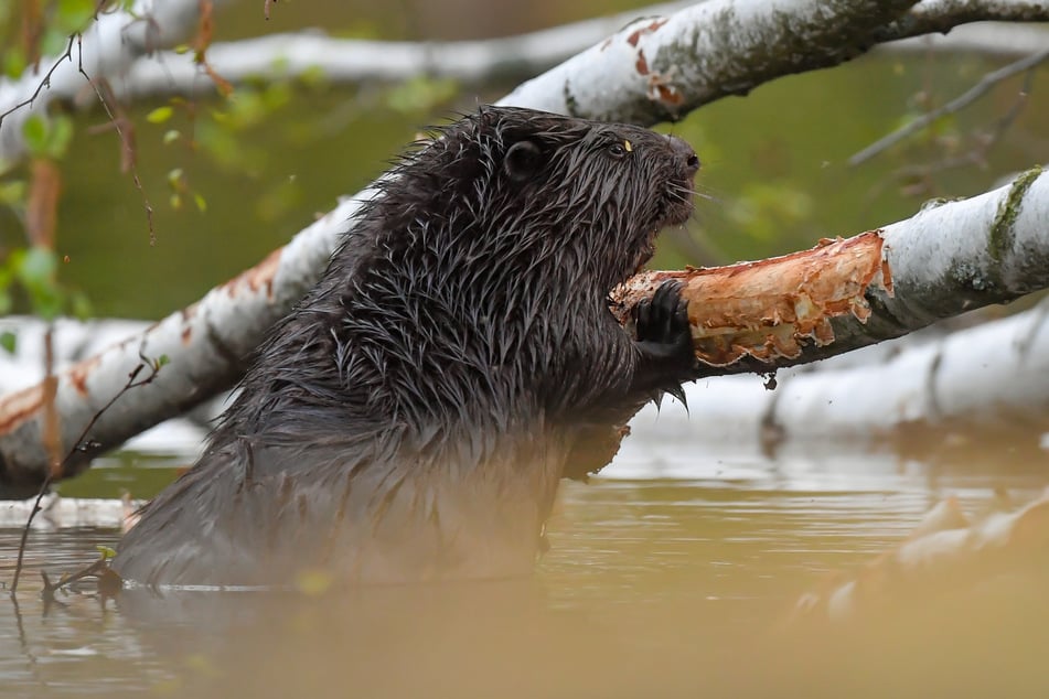 Biber stehen in Bayern unter Naturschutz. So manchem Landwirt sind die Tiere aber ein Dorn im Auge. (Symbolbild)