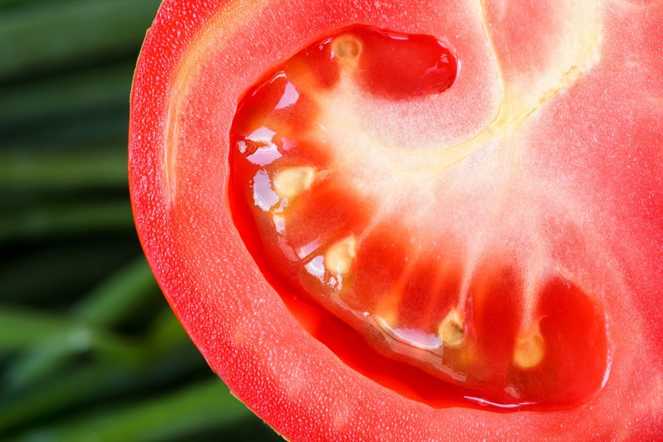 Eine Tomatenscheibe mit samenfesten Kernen kann in der Erde für weitere Pflanzen sorgen!
