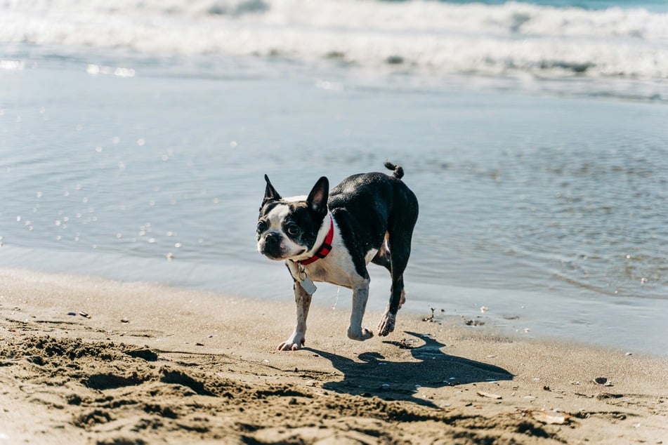 Wer mit Hund im Hainer See baden möchte, sollte den gekennzeichneten Hundestrand nutzen (Symbolbild).