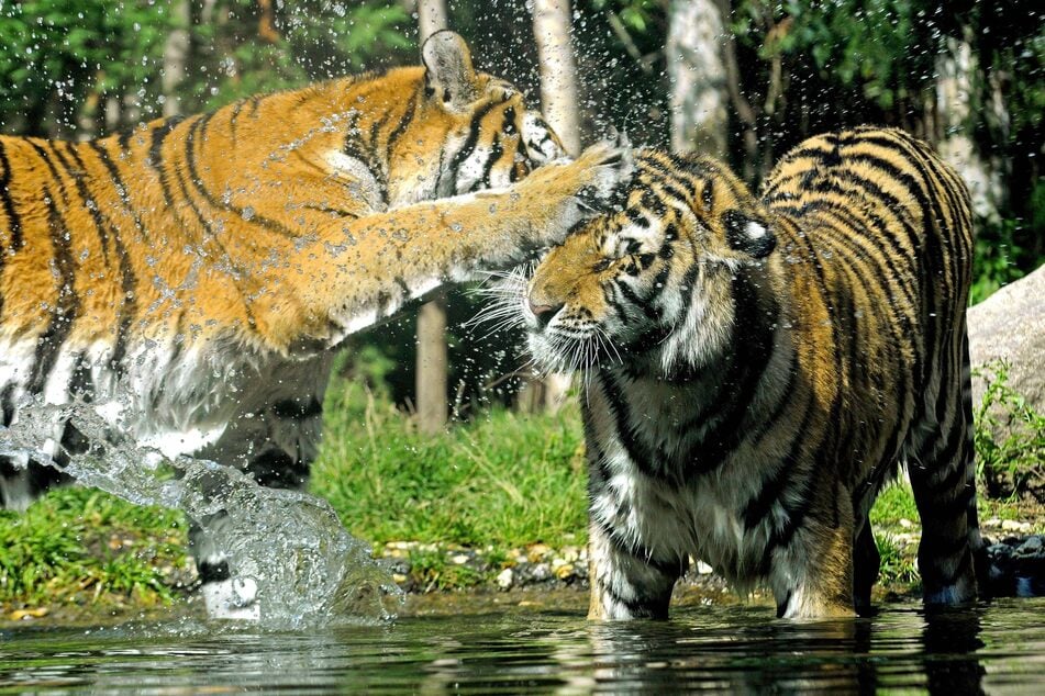 Aufnahme von 2008: Zwei Sibirische Tiger tollen durch ihre Anlage.
