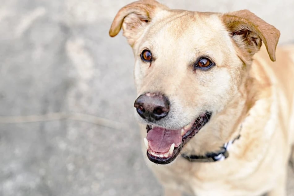 Kann Terrier-Mix Sam (8) aus dem Berliner Tierheim Dein Herz gewinnen?
