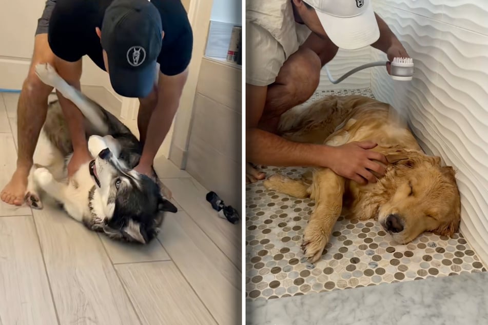 Husky Blue wimmert und "kann" nicht mehr laufen, also schiebt ihn Corey Moriarty dorthin. Golden Retriever Maverick genießt sein Bad hingegen in vollen Zügen.