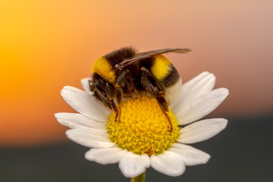 Wildblumenwiesen helfen den Bienen allemal mehr als Zuckerwasser.