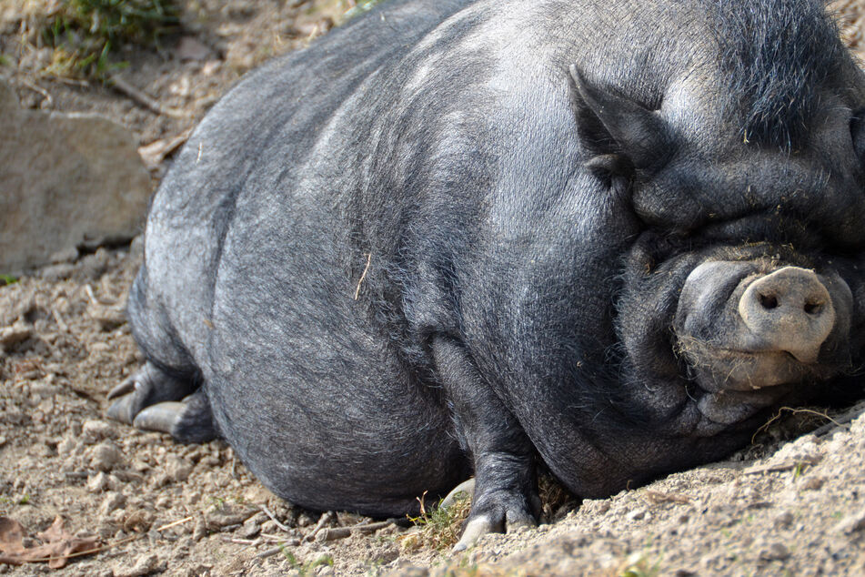 Hängebauchschweine im Wald ausgesetzt: Wer hat etwas gesehen?