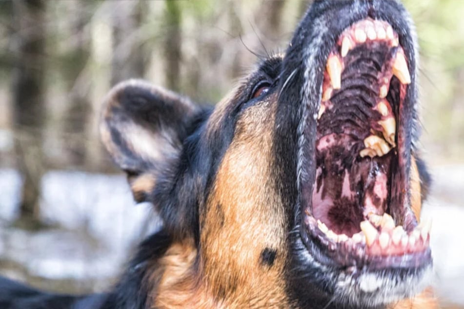 Schäferhund greift eigenes Herrchen an, Polizei muss Tier erschießen