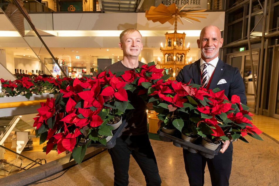 Gärtner Torsten Kühne (48) und Karstadt-Geschäftsführer Michael Zielke (54, r.) schwelgen in roten Weihnachtssternen.