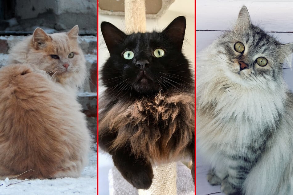 Long haired cat breeds: Top 10 fluffy cats