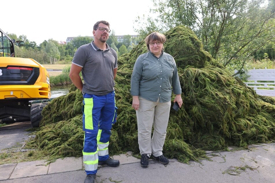 Laut Projektleiter Silvio Kirsten sowie Dr. Helke Gröger-Arndt, die die ökologische Baubegleitung übernimmt, werden pro Maßnahme rund 400 Tonnen Biomasse aus dem Kanal entnommen. Tendenz steigend.