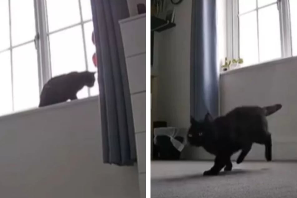 When Shadow the cat realized that her owners were back home, she immediately jumped off the windowsill and came to meet them!