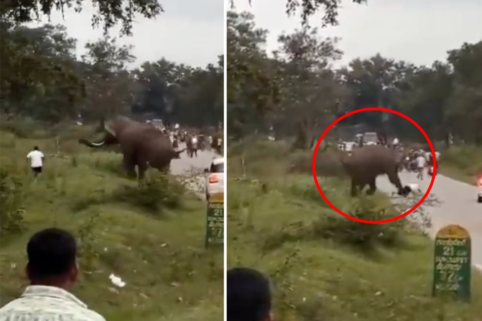Der Elefant jagt dem Touristen gezielt nach und trampelt ihn dann nieder.