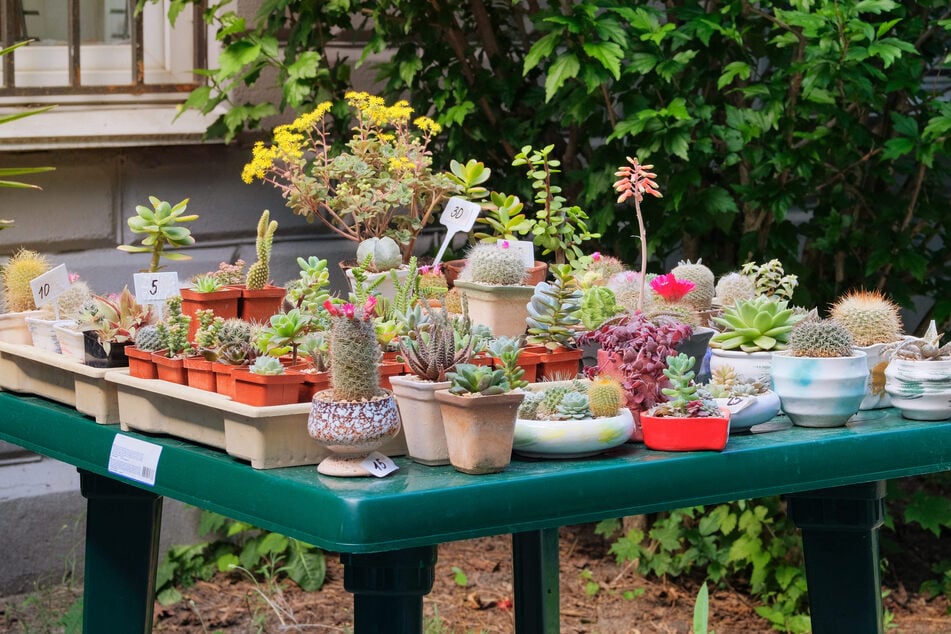 Beim Floh- und Kreativmarkt dreht sich nicht alles um den Garten. (Symbolbild)