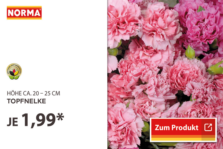 Topfnelke für 1,99 Euro