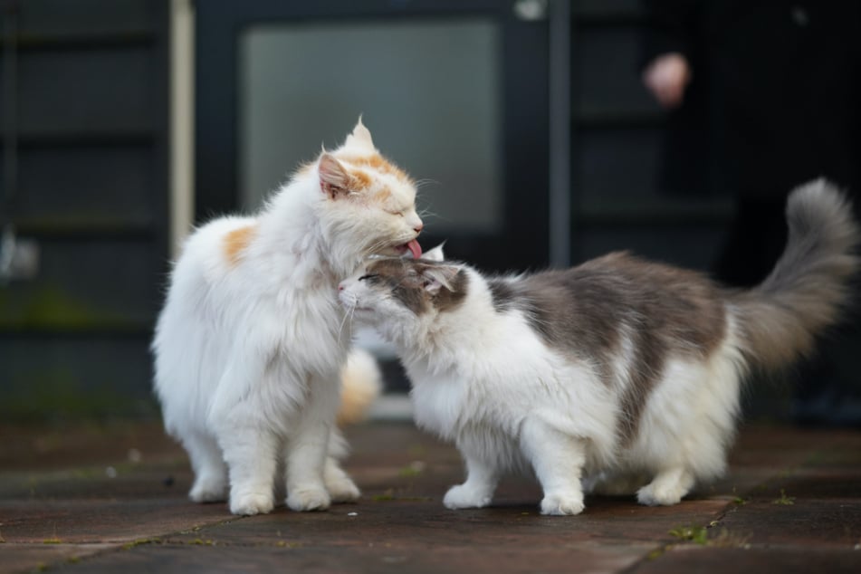 It takes some time for two cats to get used to each other.