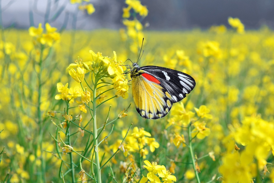 Gelbsenf schützt nicht nur den Gartenboden, sondern erfreut auch Schmetterlinge.