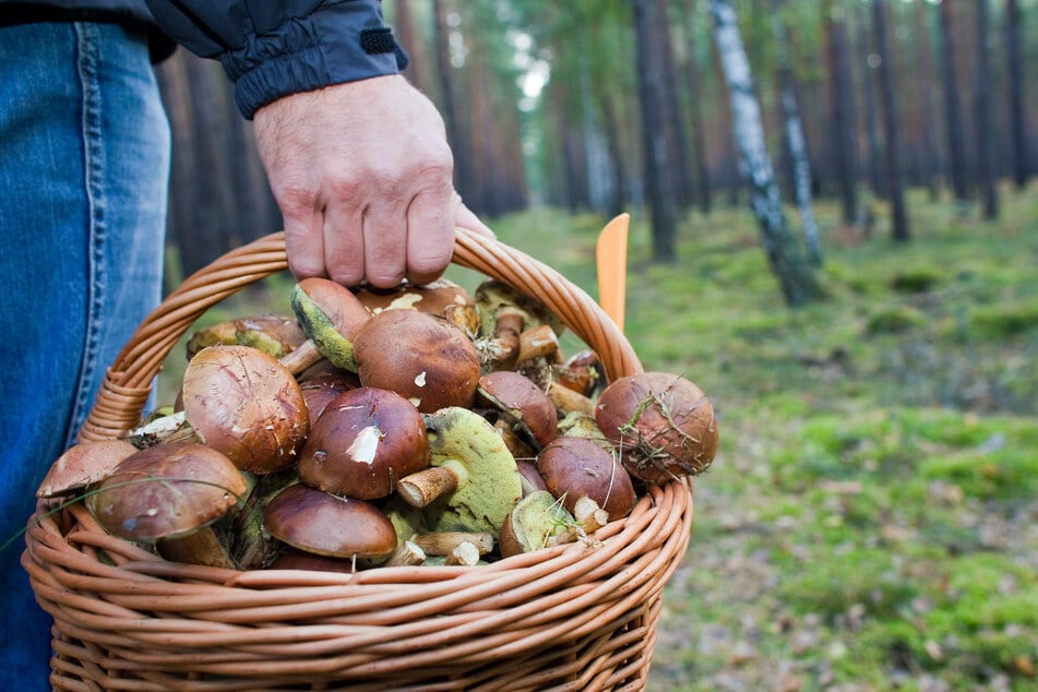 Wer im Wald Pilze sammelt, sollte sich auskennen. (Symbolfoto)