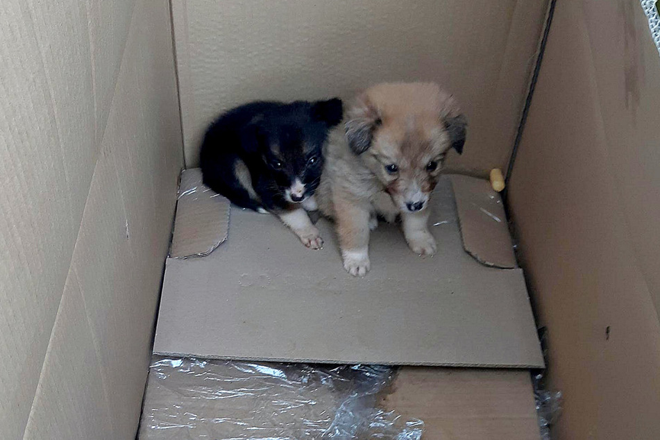 Bundespolizisten entdeckten diese beiden Hundewelpen in einem Transporter, der auf der A17 Richtung Dresden unterwegs war.