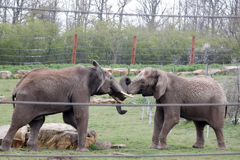 Die Tiere des Erfurter Zoos werden am heutigen Montag nicht von Besuchern beim Spielen beobachtet. (Archivbild)