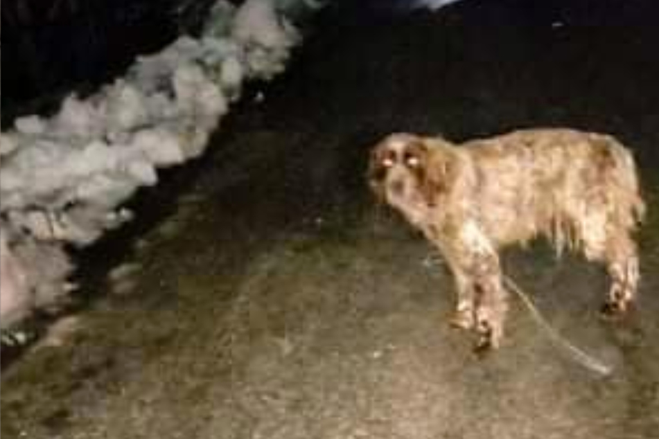 Ausgesetzt und vergessen! Mit Draht gefesselter Hund kämpft zwei Jahre lang um sein Leben