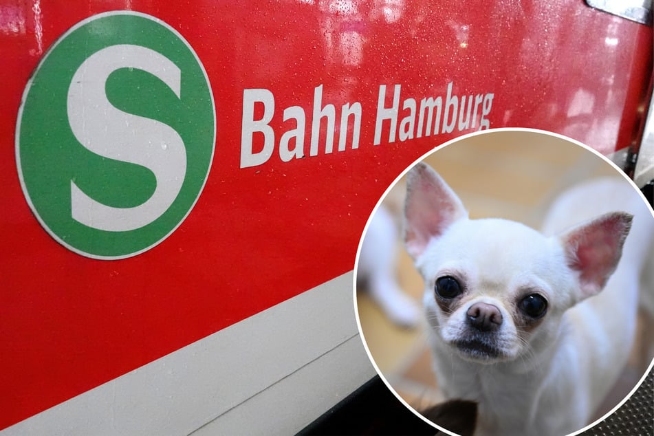 Was als skurriler Zwischenfall begann, hätte schlimm enden können - für das Tier, für den Halter oder für unbeteiligte Fahrgäste. (Symbolbild)