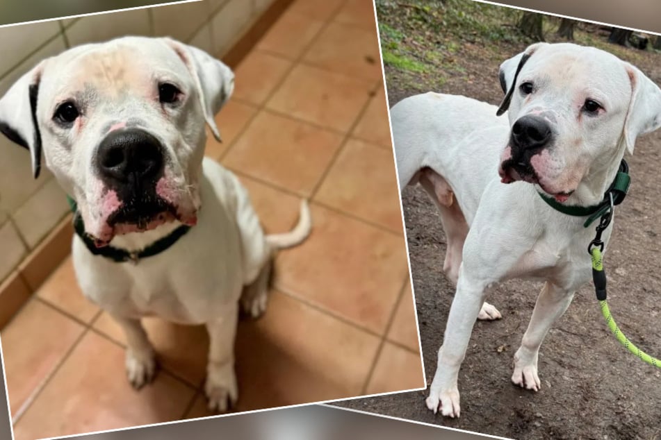 Hund Paco sucht nach zwei Einzügen ins Tierheim Dellbrück inzwischen zum dritten Mal nach einem neuen Zuhause.