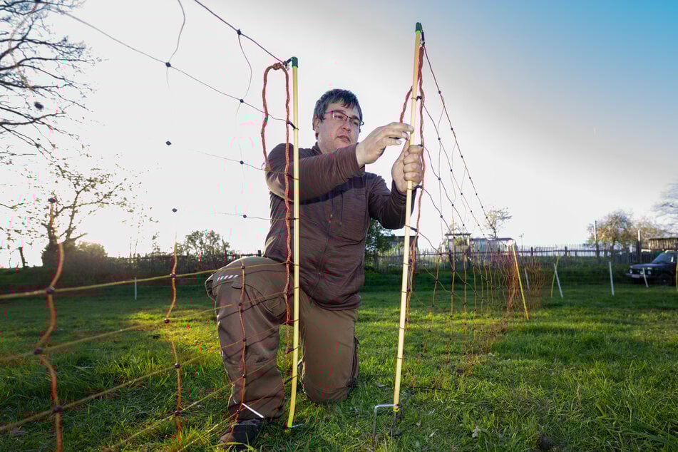 Stefans Schwager Chris Schröder (38) stellt für die Schafe ein Wolfsschutznetz auf.