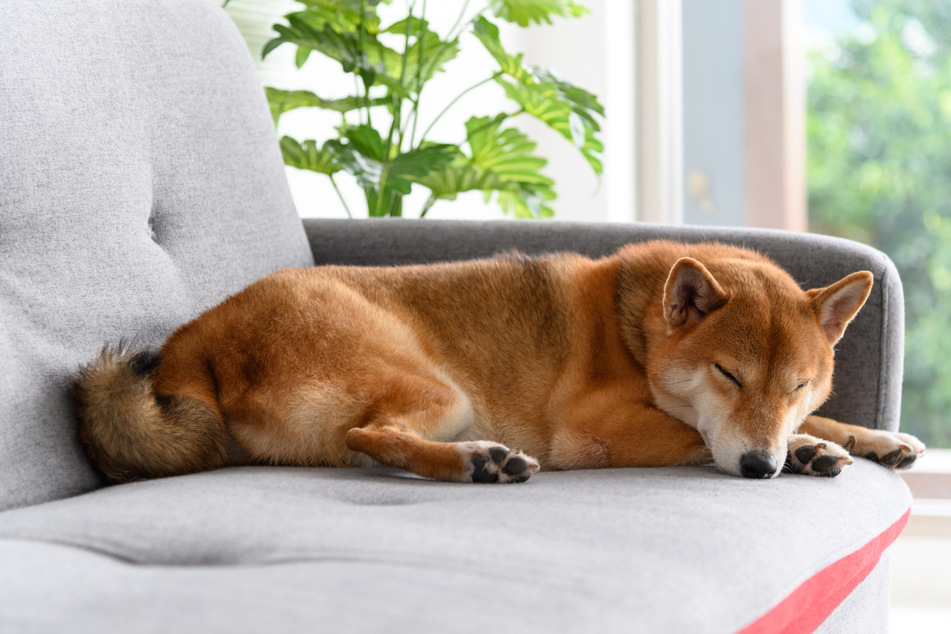 Scientists believe that dogs have more intense dreams than humans do (stock image).