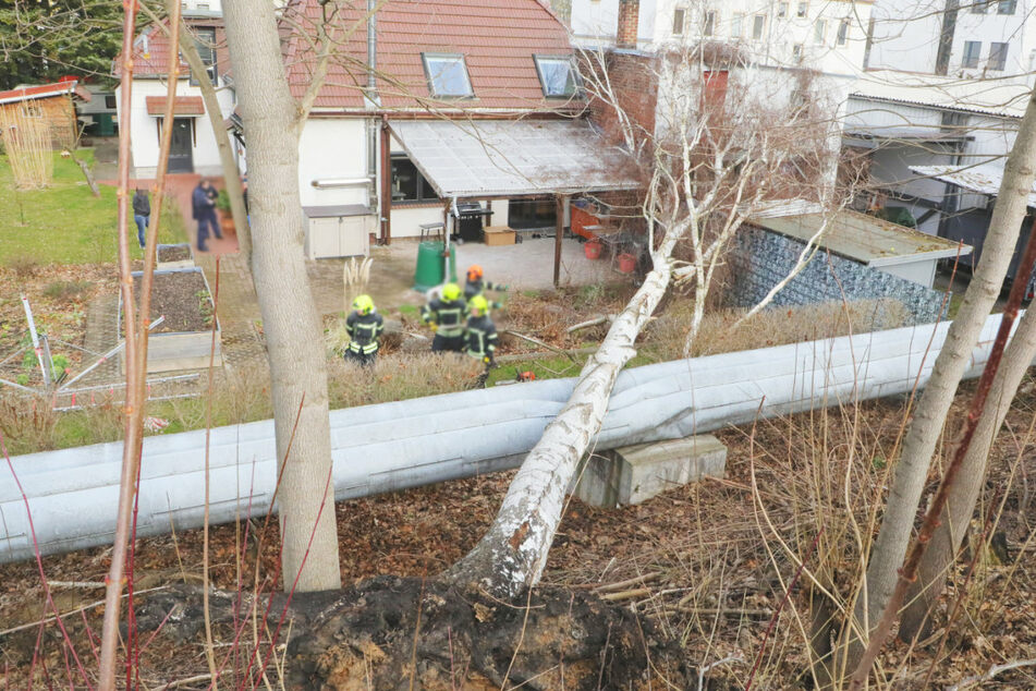 Feuerwehreinsatz in Altchemnitz: Eine Birke stürzte auf eine Fernwärmeleitung und ein Haus.