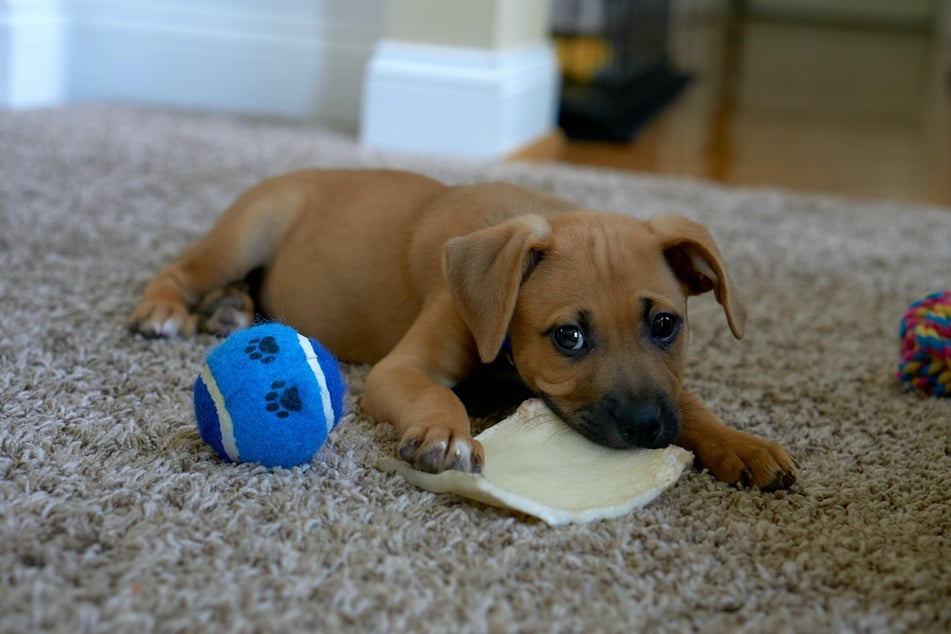 Puppies learn about the world with their tongues, which is why anything that comes near their nose ends up in their mouths.