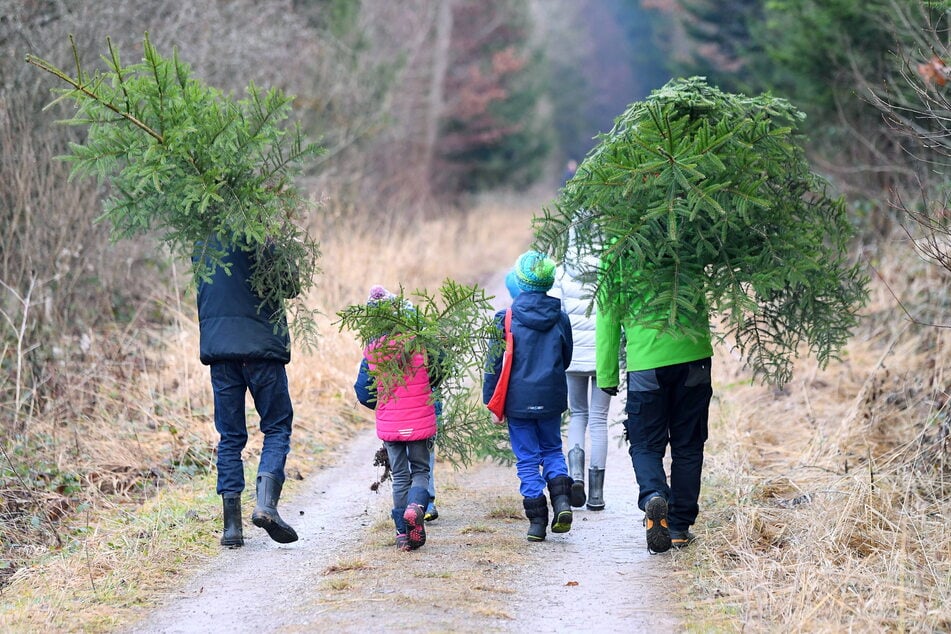 Im Rabensteiner Wald werden wieder die Bäume geschultert - so groß, wie sie jeder tragen kann. (Symbolbild)