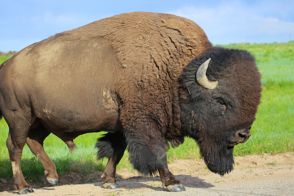 Mann will Bison-Kalb retten: Dann muss es sterben!