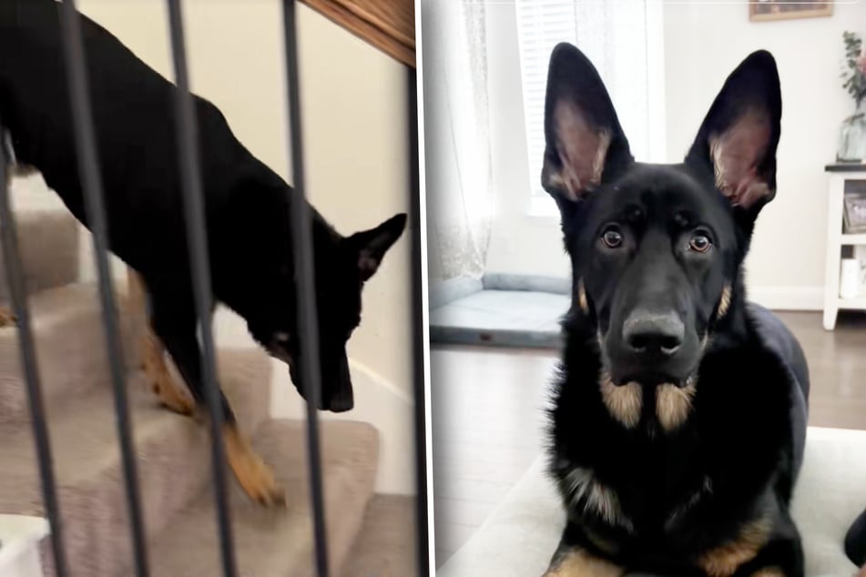 Hond begroet baasje op vreemde manier: Dan wordt alles duidelijk voor de man.
