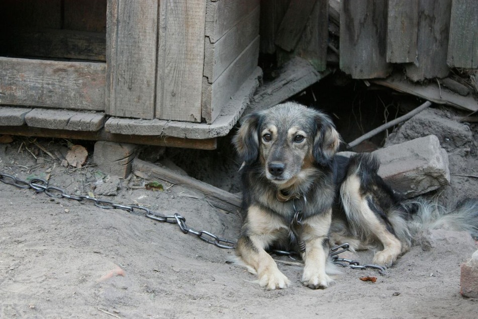 In anderen Ländern werden Hunde oft an kurzen Ketten gehalten und müssen draußen in einer Hütte leben.