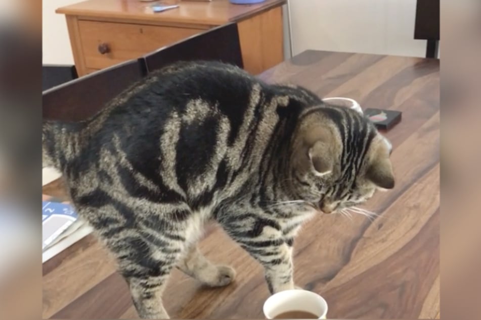 Katze zeigt in witzigem Video ihre Abneigung gegen Kaffee
